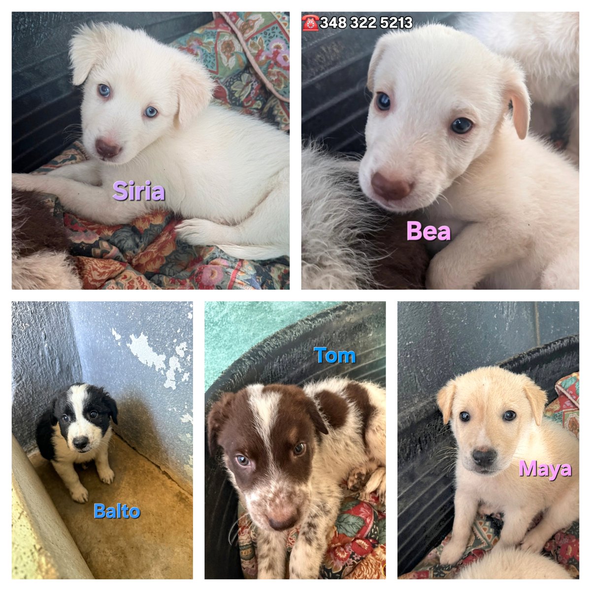 GretaFanti's tweet photo. 5 cuccioli di 2 mesi (futura taglia 15-18kg) cercano casa! Salvati dalla strada, ora in rifugio a Caserta ma adottabili in Centro/Nord Italia. Vaccinati e sverminati. Info/adozione WhatsApp Linda:📞3483225213
#puppy
#cuccioli
#adotta
#canile https://t.co/xyKDIb2XM0