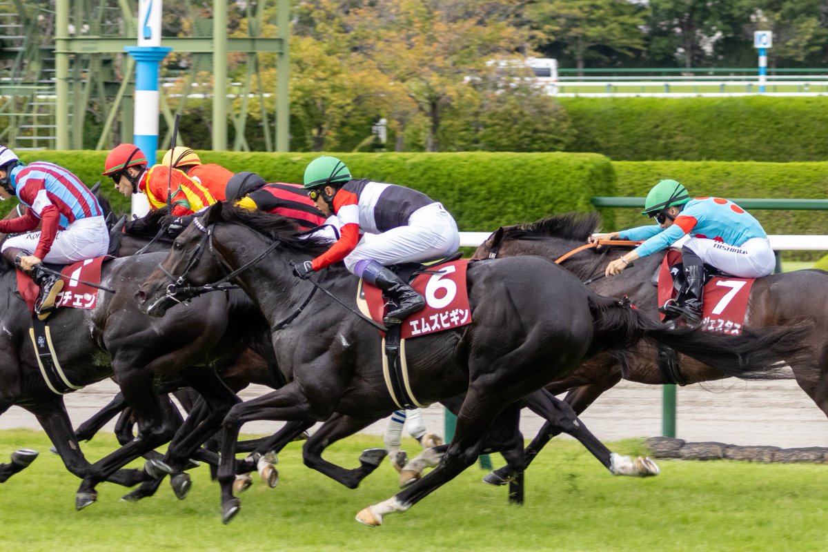 __tpuma's tweet photo. 2026.09.21
神戸新聞杯

エムズビギン
武豊騎手
友道康夫厩舎
エムズレーシング

📍阪神競馬場 https://t.co/rTDk3OVX9J