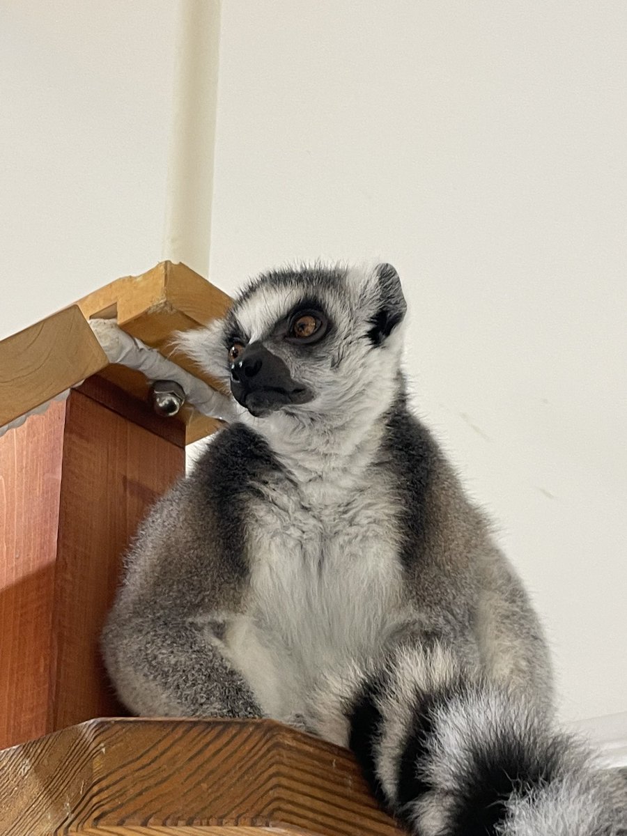 HlyRig's tweet photo. アニタッチ東京ドームシティ　伊豆シャボテン動物公園グループにてワオキツネザルを撮影 https://t.co/Mim5izKLqI