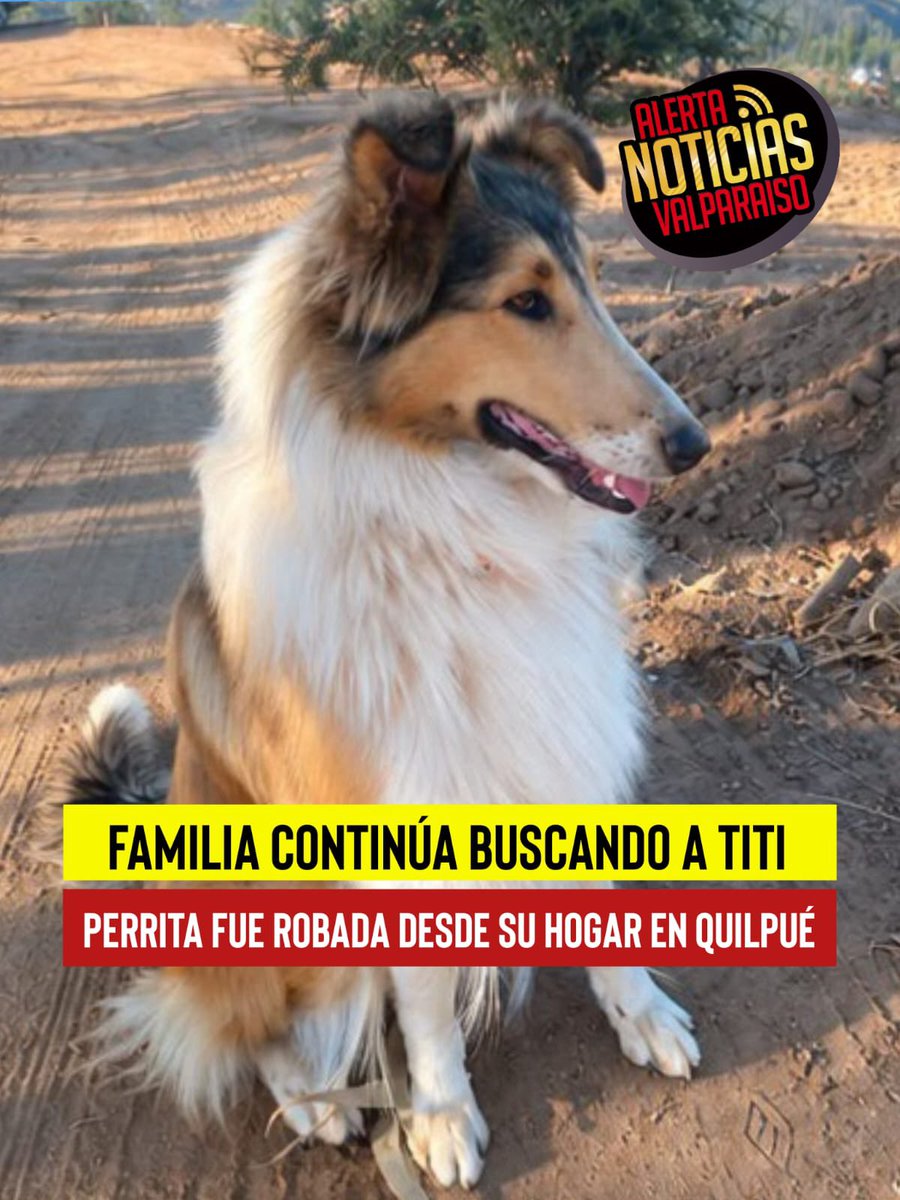 AlertaNoticiasV's tweet photo. Una familia de Belloto Norte, Quilpué, continúa buscando a Titi, una perrita que fue robada desde su vivienda el pasado 9 de agosto, en el sector Valle Verde Mar.

Desde ese día, sus dueños no han dejado de buscarla y recientemente recibieron información que apunta a que Titi podría encontrarse en Casablanca, luego de que quien la sustrajo posiblemente la haya vendido o entregado a otra persona.
Titi es una perrita esterilizada, de pelaje tricolor blanco, café y negro, con cuatro patitas blancas, una máscara negra alrededor de su rostro, la punta de su cola blanca y orejas con las puntas caídas.

La familia hace un llamado especialmente a quienes puedan haber comprado o recibido una perrita con características similares. Aseguran que no se trata de una mascota abandonada: tiene una familia que la ama y que la busca desde el día en que fue llevada de su hogar.

📞 Cualquier información puede entregarse al +56 9 4528 4842.
🙏 La familia pide compartir la información para ayudar a que Titi pueda regresar a casa.