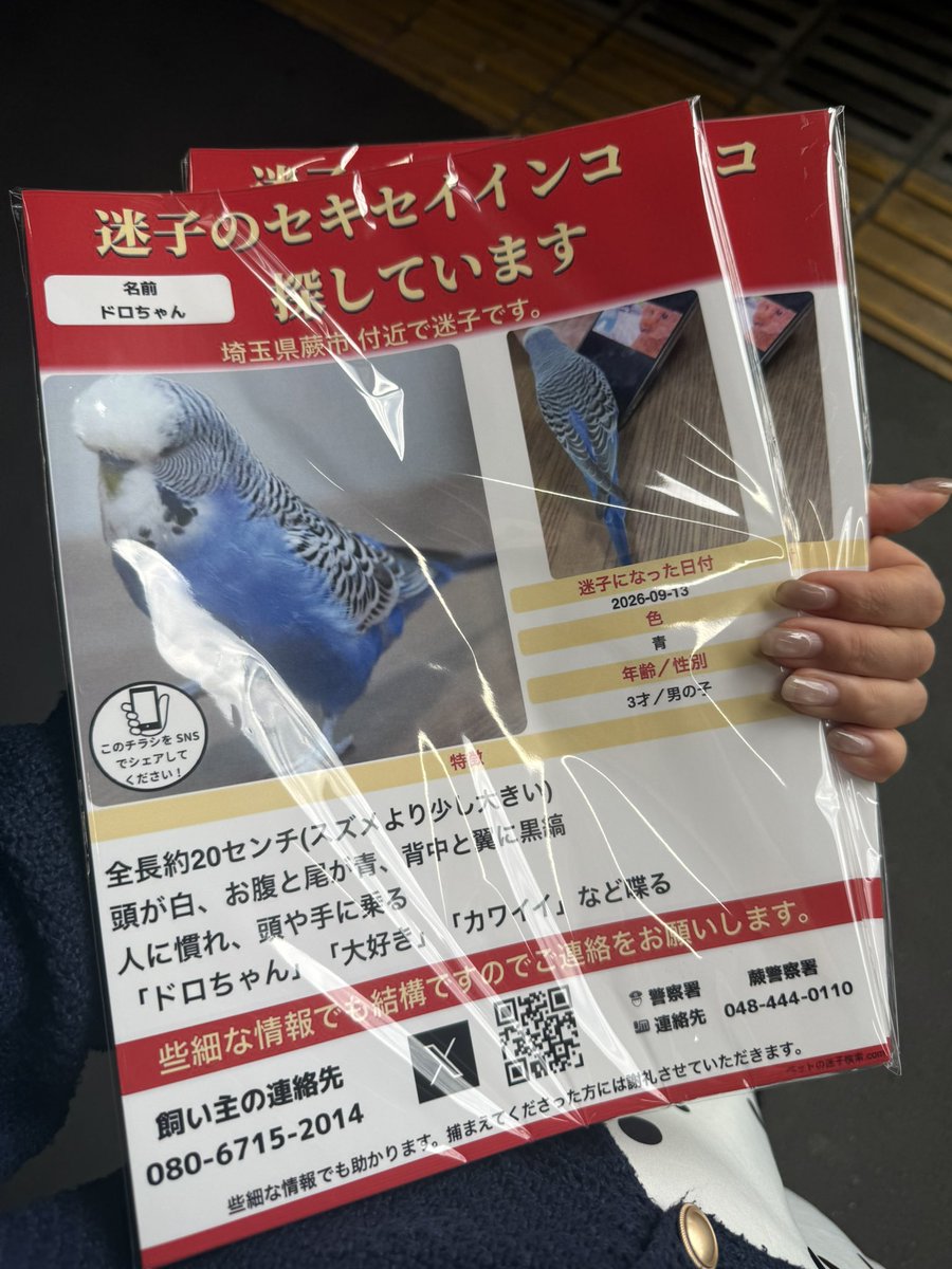 harukure_x's tweet photo. 本日追加で何件かポスティング・掲示させて頂きました。また、犬とお散歩されている方にもチラシをお渡しさせて頂きました。

突然にも関わらず「見つかるといいね」「ワンコと探してみます」と言って頂きました。
蕨市の皆様ありがとうございます。
#埼玉県蕨市　#迷子インコ #迷い鳥 #迷いインコ https://t.co/XaVWtICzdK