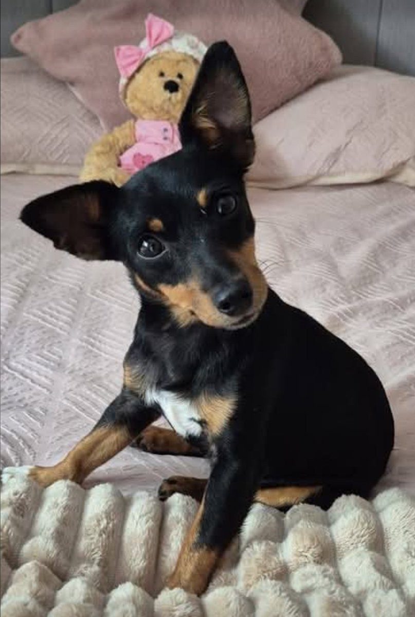 MissingPetsGB's tweet photo. 🐕 Lost dog LACEY #JRT

COMMON WOODS #HighWycombe #Buckinghamshire #HP10

LACEY bolted 21 September 2026 when spooked by a cyclist at the bottom of the wood.
She's wearing a harness &amp; a collar with a barcode to scan.

If you hear or see anything please get in contact. https://t.co/LwmFY9SVEf