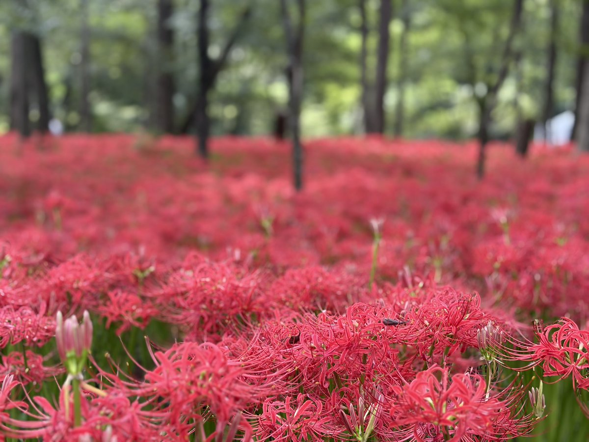 8_Ru64's tweet photo. 今年も綺麗に咲いてました。
昨日の台風で川の増水が酷かったけれど、花への影響は少なかったようです。
ただ、イノシシに掘り起こされた球根がたくさんあって例年よりまばらな感じがしました。
※球根毒あるので気をつけてください

#巾着田 #彼岸花 #曼珠沙華 https://t.co/uziXK3vwPS