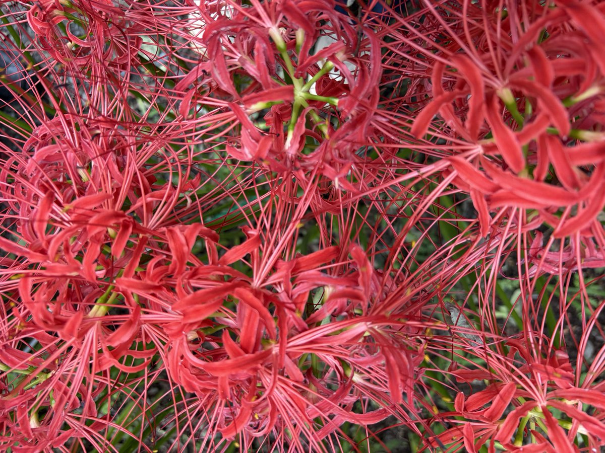 8_Ru64's tweet photo. 今年も綺麗に咲いてました。
昨日の台風で川の増水が酷かったけれど、花への影響は少なかったようです。
ただ、イノシシに掘り起こされた球根がたくさんあって例年よりまばらな感じがしました。
※球根毒あるので気をつけてください

#巾着田 #彼岸花 #曼珠沙華 https://t.co/uziXK3vwPS