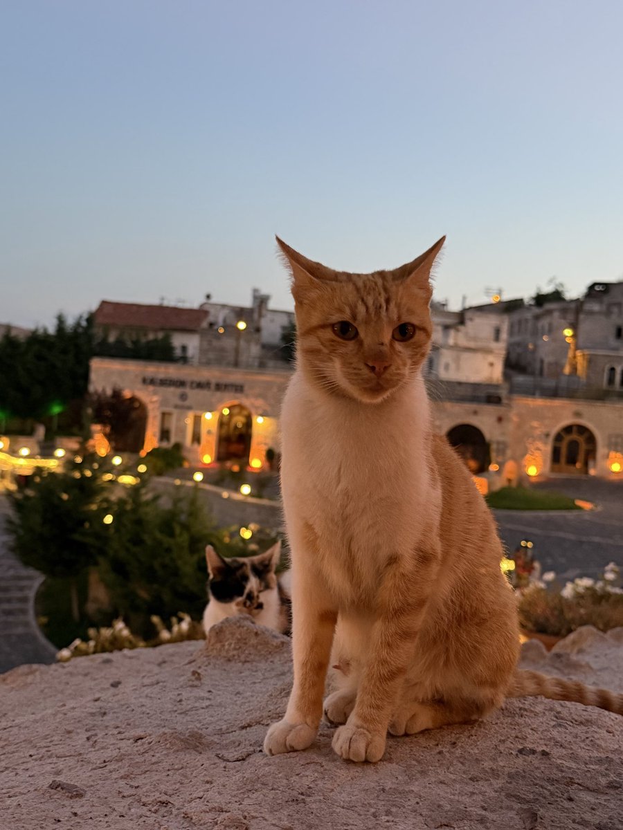 n0217_dqx's tweet photo. 無事に気球に乗れました🎈🇹🇷
猫ちゃんがたくさんいて可愛いし、ご飯も美味しくて最高！ https://t.co/aYsJfOXJdY