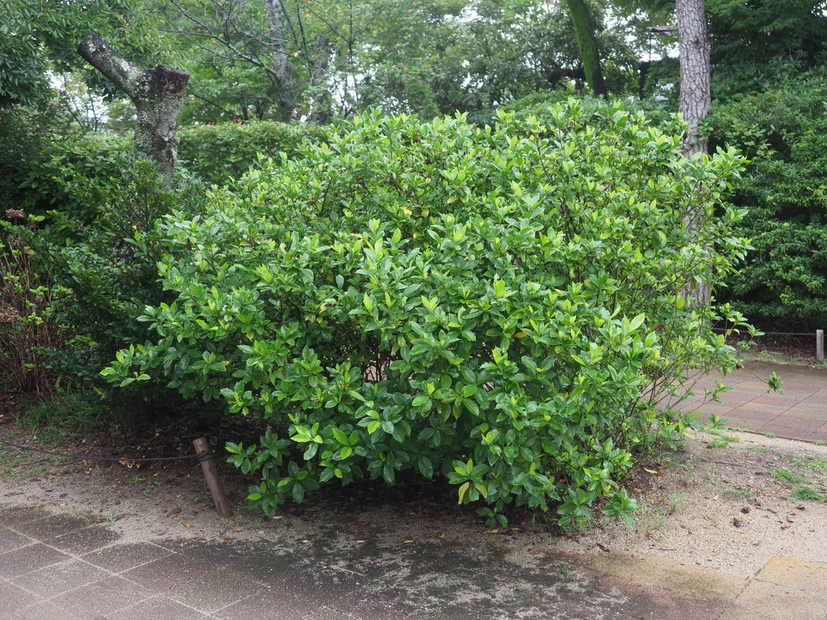 kyotoshidoubut1's tweet photo. 秋はきのこの最盛期、園内できのこを探していますが、クチナシの根元にアワタケと思われるキノコを見つけました。ただ、2日後には姿を消してしまっていました。

#京都市動物園 #kyotocityzoo #キノコ #アワタケ #イグチ科 #クチナシ #mushroom #SuedeBolete #Boletaceae #Gardenia https://t.co/vymmr3YtVi