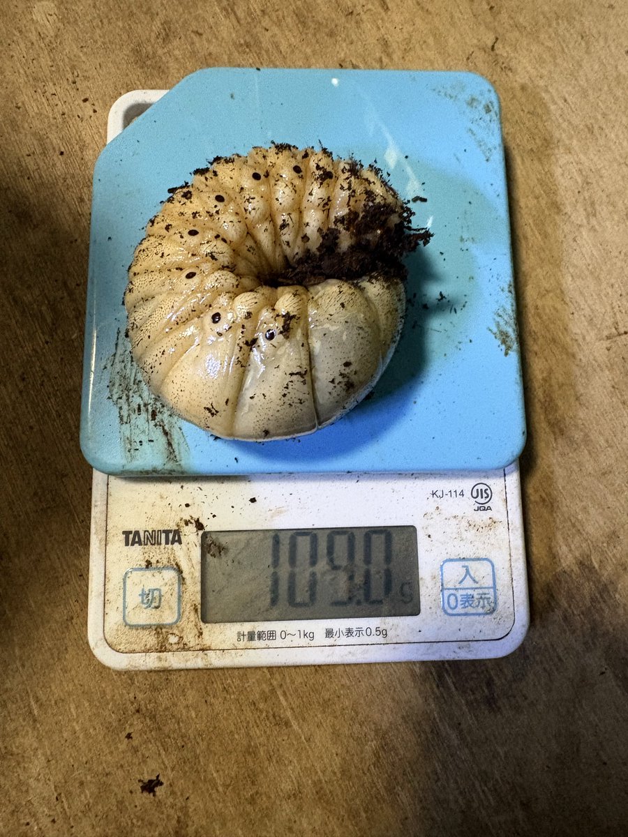 6bqKeo18dDC3UHY's tweet photo. 今日は初めてブリードする友人の子どもを招き飼育のノウハウを伝えました‼️
「おっ、すごい」「初めて見る」のオンパレード😅
ヘラクレスの幼虫は目の前で測定すると、衝撃を受けてたなぁ。
イベントでもそうだけど、やはり子どものリアクションは、とてもいいものですね😌 https://t.co/MPDuVFILXa