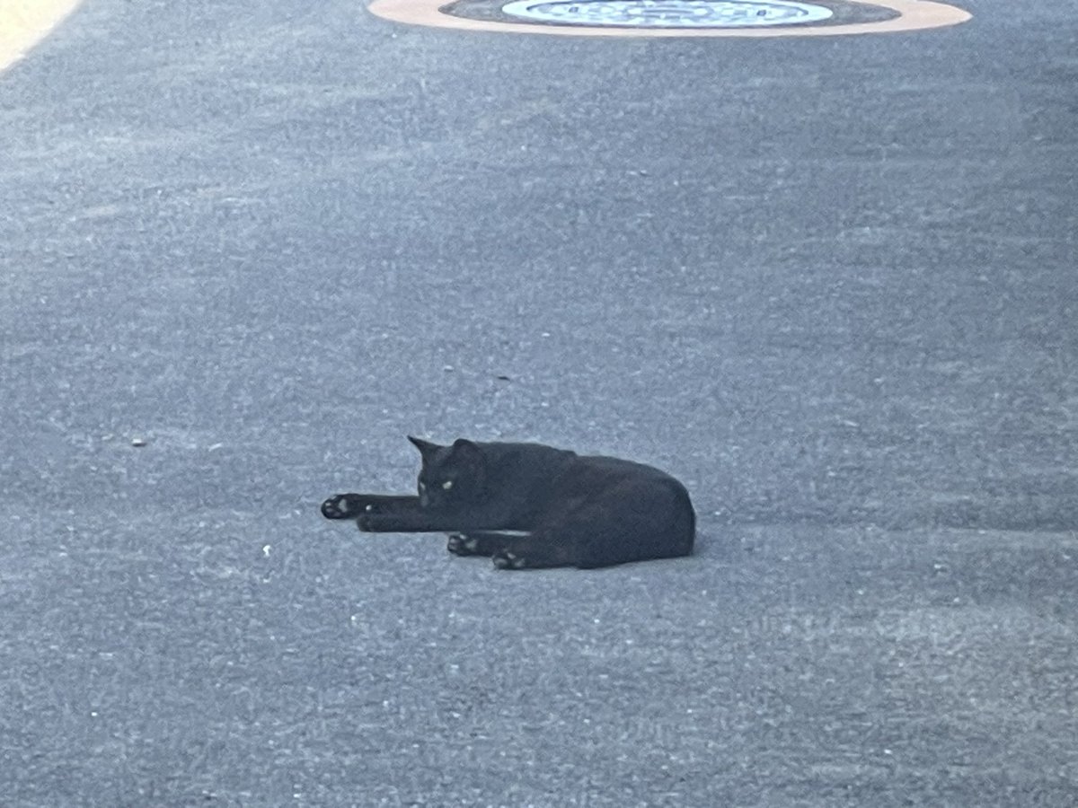 spl_ta_ko's tweet photo. 今日の可愛いにゃんこ🐈 https://t.co/zUBhCa0ygm