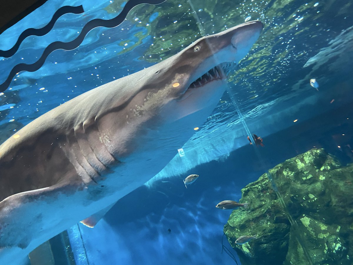 89yume69's tweet photo. 天気が良い中の久々のお出かけ。エリックカールとのコラボもかわいすぎたー♡
水族館の余韻なのかパンクスだからなのか、パパはトキントキンのウニになってそのまま調布に旅立ちましたとさ！！！笑 https://t.co/MEpiTquM5N