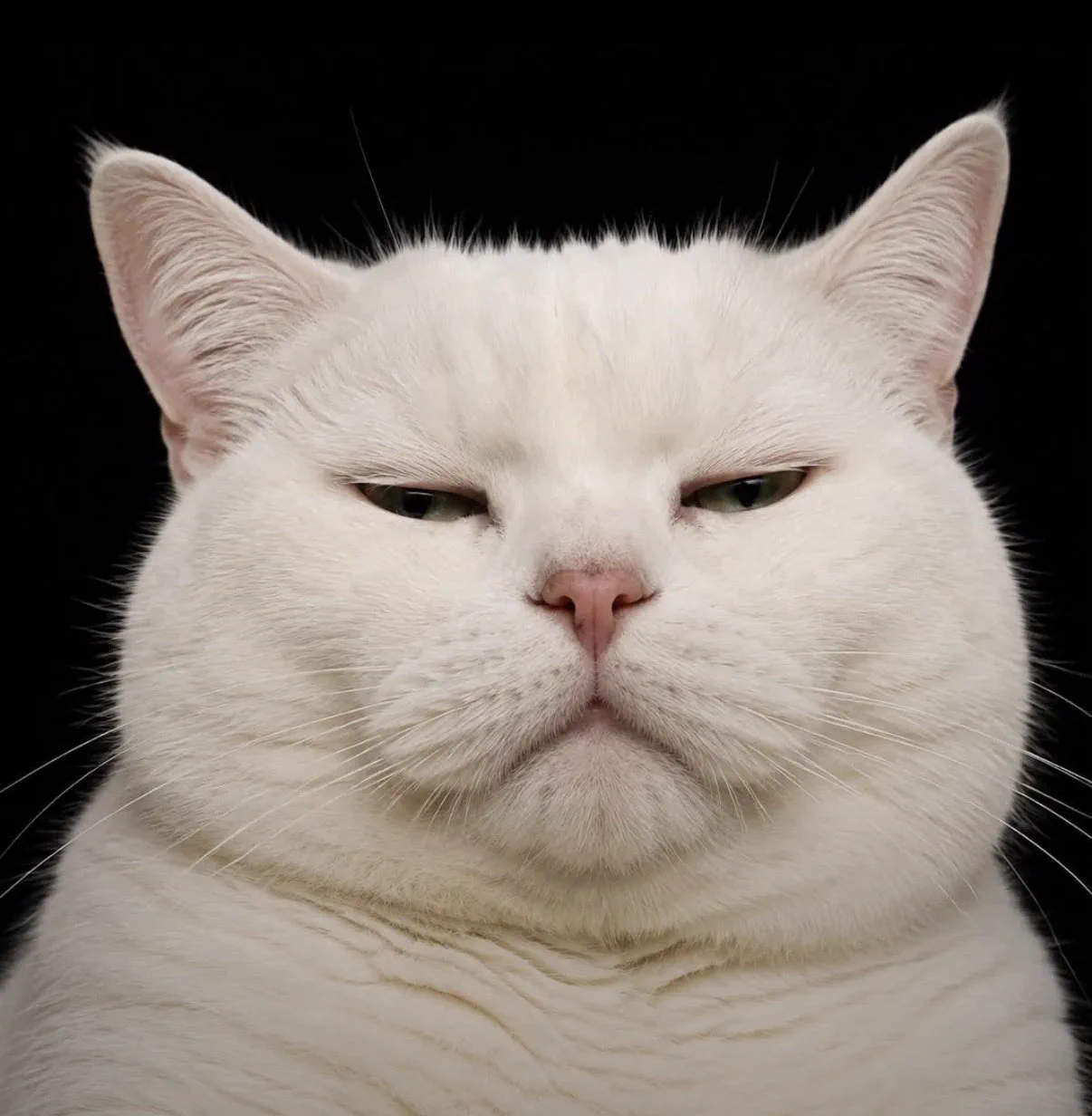 猫しか勝たん on X: 