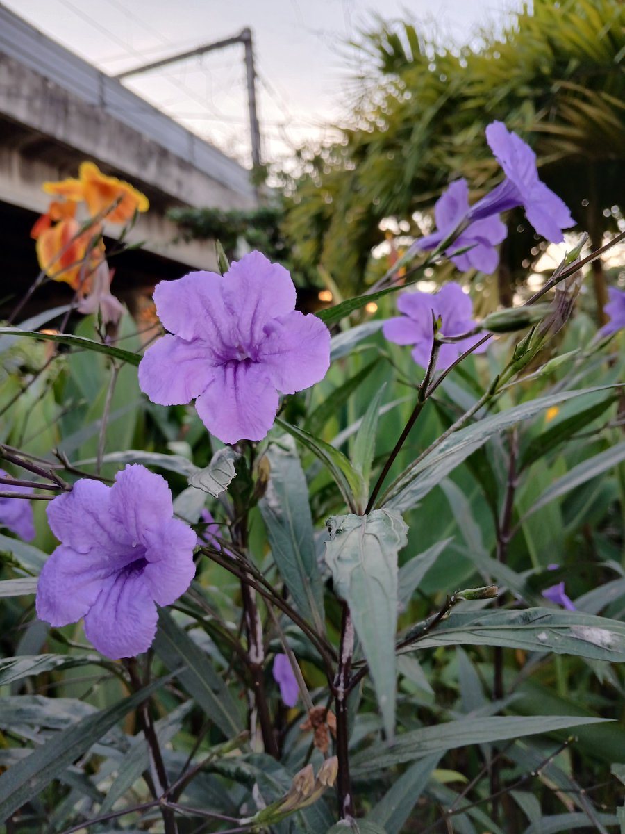 LauzJoef's tweet photo. "A tiny purple bell of earth, ringing in the quiet spring."
#violet #bell #flowers https://t.co/cW66QJEJGt