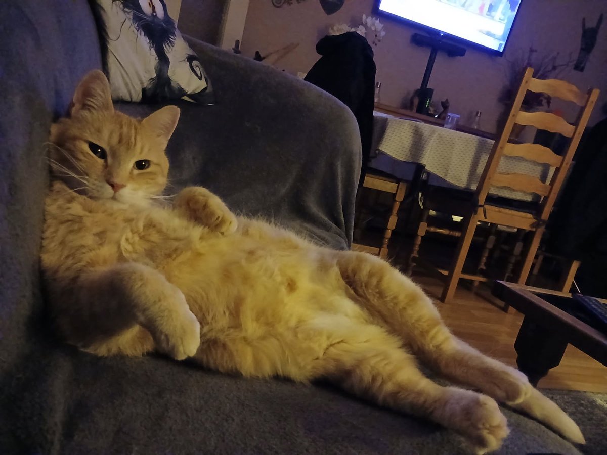 DivaRiju's tweet photo. Riju : La Team Ronron, plus rapide que la lumière !
Moumoune : Rendez-vous tous, ou ce sera la griffure !
Pompom : Miaou, oui, la griffure !

Tout ça, pour juste vous annoncer mon nouveau compte 😹 qu'est-ce qui ne faut pas faire https://t.co/ETixVPNaDX