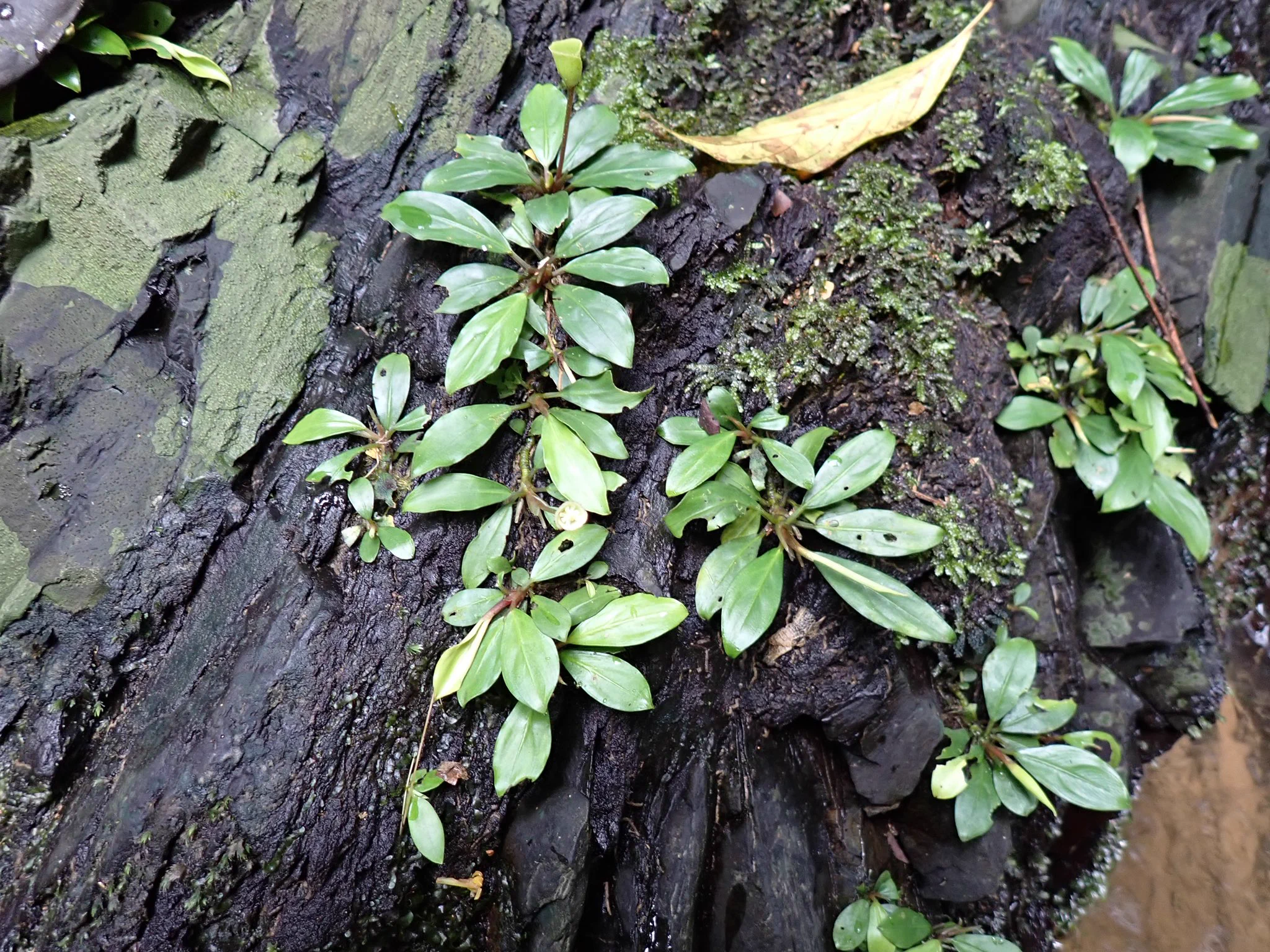 葉脈 東南亜細亜植物採取家 TZ便 on X: 