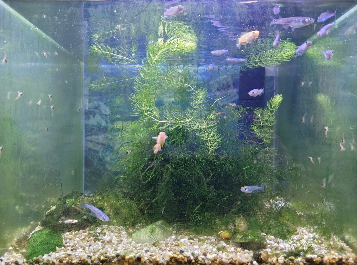 psytanistar's tweet photo. そろそろ小水槽の水草剪定しなきゃ https://t.co/3OjO6Itspr