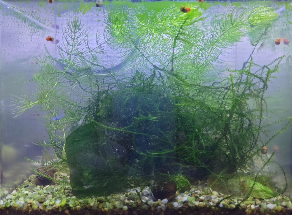 psytanistar's tweet photo. そろそろ小水槽の水草剪定しなきゃ https://t.co/3OjO6Itspr