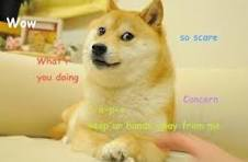 thealexmorgan15's tweet photo. The meme is "Haha Yes" and is the same as "Such Wow" for doge

We all know the name is Rizo. Should run it as dogecoin

Mascot for telsa

https://t.co/rWRi20FOw2 https://t.co/jWW9rRc3wx