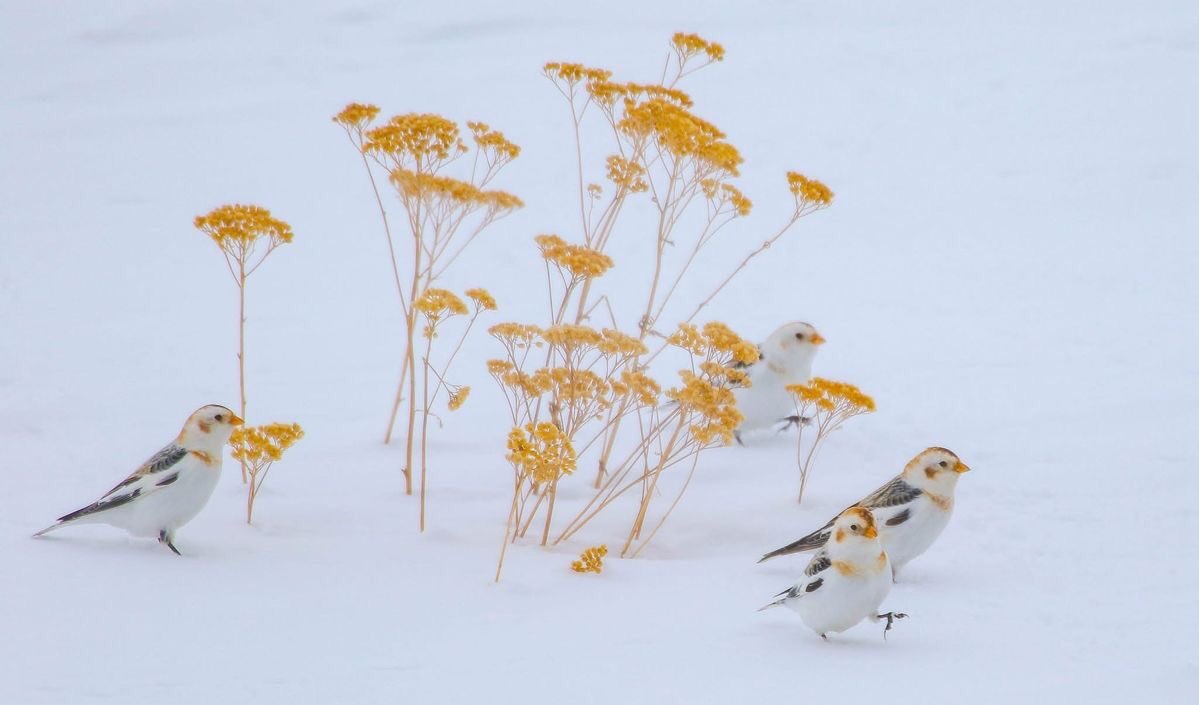 nerdyverz's tweet photo. it’s so cute how they blend in with the snow and the flowers https://t.co/fUwlYbfJm4