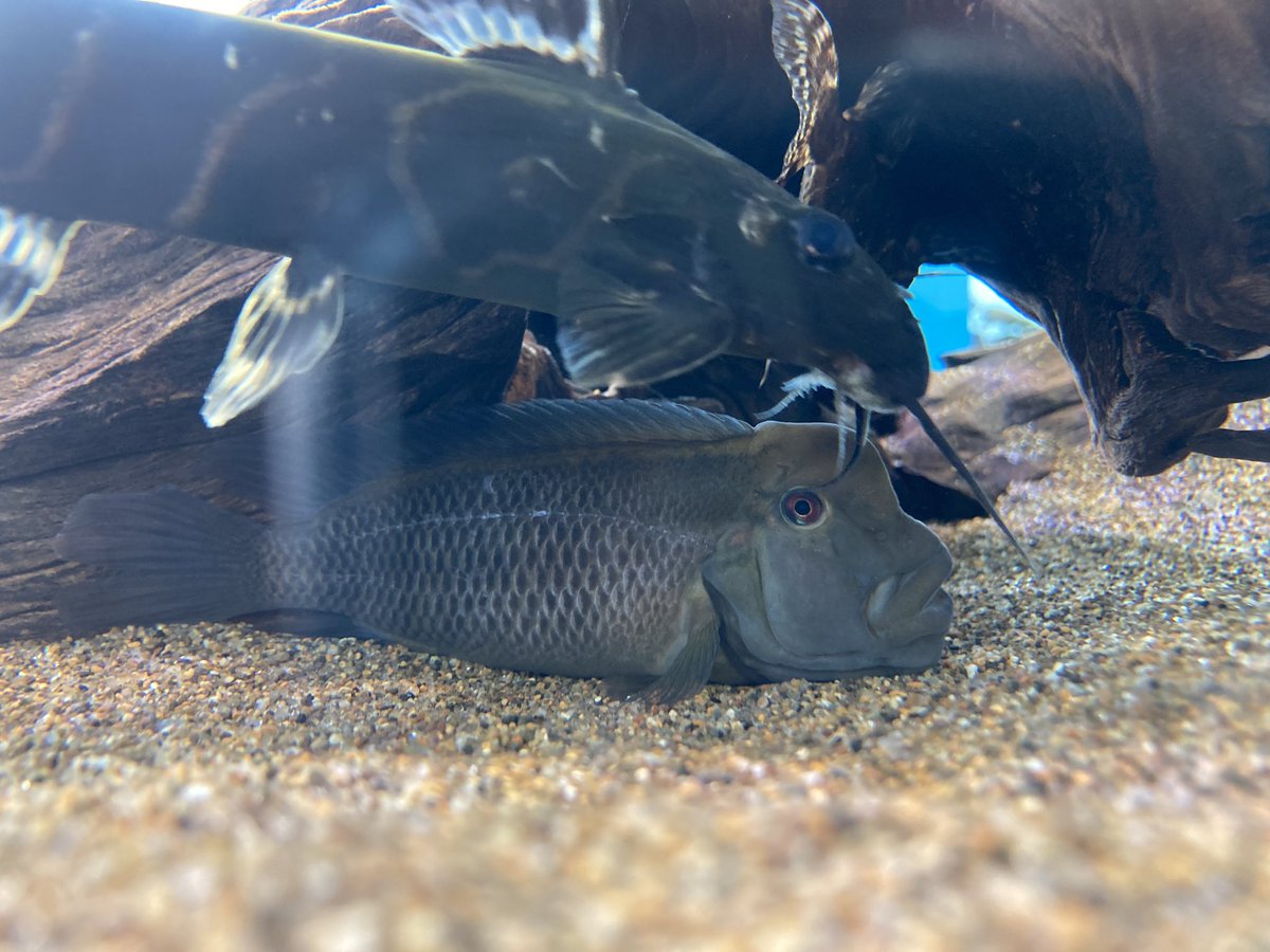 katukaturacing's tweet photo. キモカワな川の魚たちを見てきた
(諸事情によりiPhoneSE画質) https://t.co/K6AFfpMmfM
