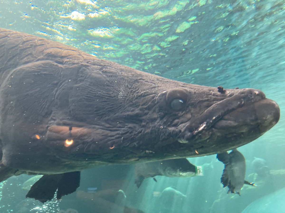 katukaturacing's tweet photo. キモカワな川の魚たちを見てきた
(諸事情によりiPhoneSE画質) https://t.co/K6AFfpMmfM