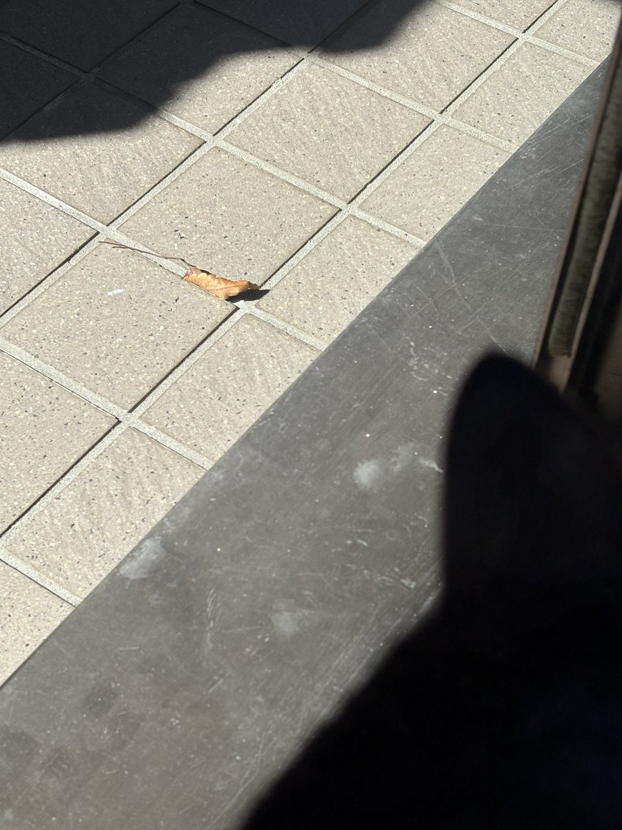 Yotsuba_TFM's tweet photo. マー坊

クラッキングしながら熱心に見つめてるけど

それはね　虫じゃないの

虫じゃないのよ🍂 https://t.co/fRtUVJT5fX