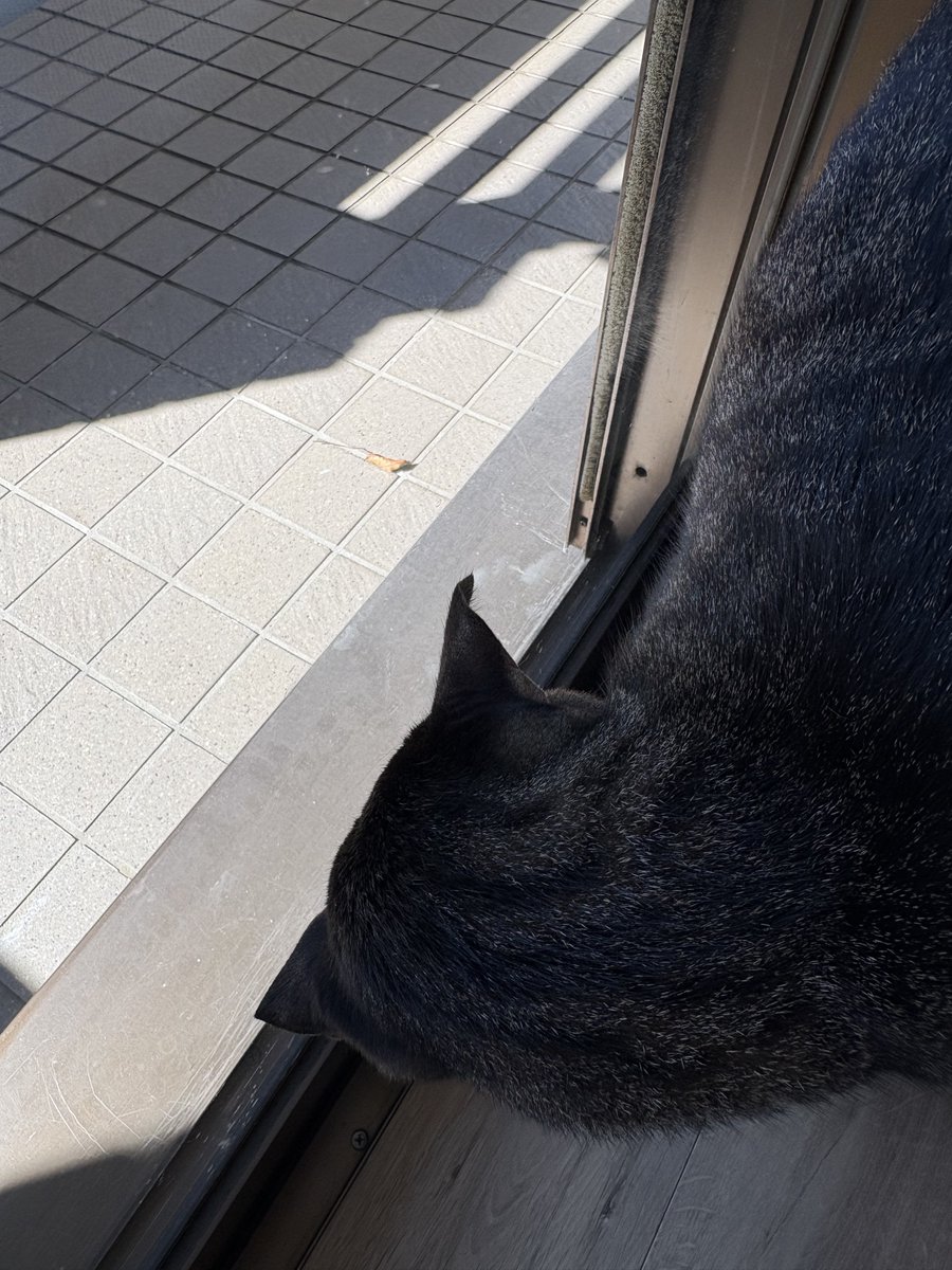 Yotsuba_TFM's tweet photo. マー坊

クラッキングしながら熱心に見つめてるけど

それはね　虫じゃないの

虫じゃないのよ🍂 https://t.co/fRtUVJT5fX