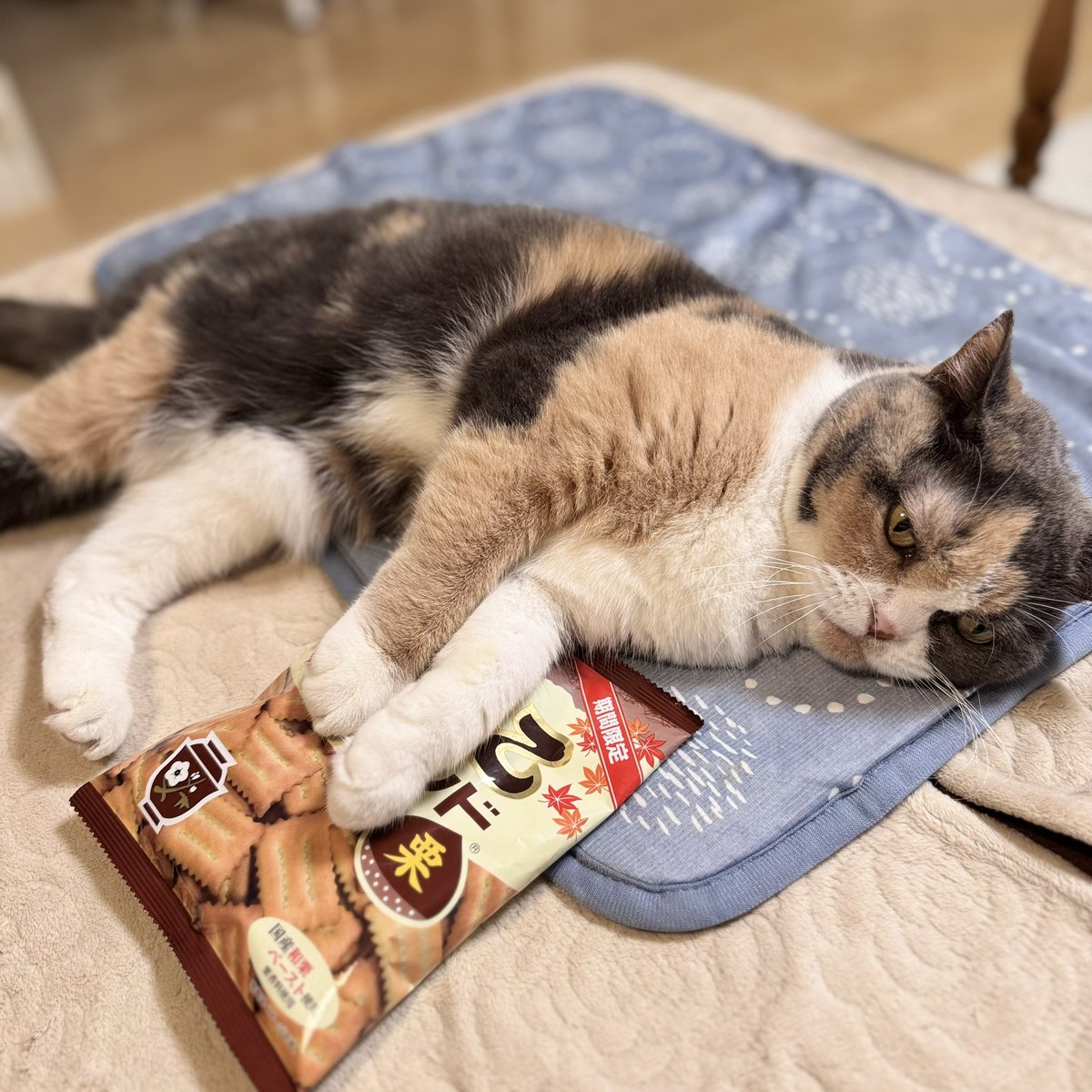 nekozo328's tweet photo. はじめてのしるこサンド🌰
ちいかわ映画観たら食べるしか https://t.co/WFSq018Hbw