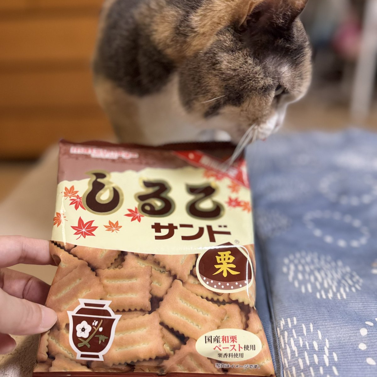 nekozo328's tweet photo. はじめてのしるこサンド🌰
ちいかわ映画観たら食べるしか https://t.co/WFSq018Hbw
