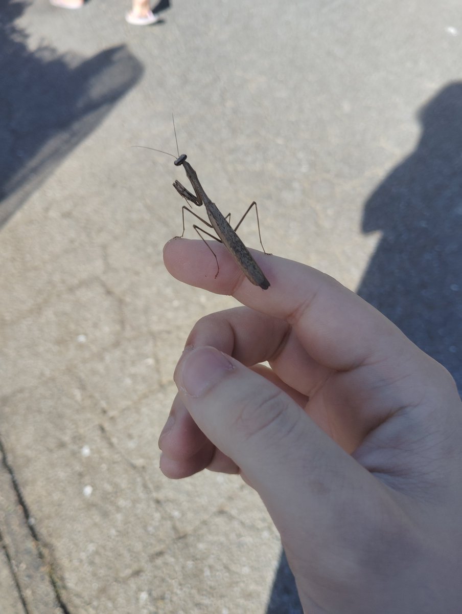 KAIIHOLY's tweet photo. カマキリ見つけた https://t.co/wxGnJj2U9K