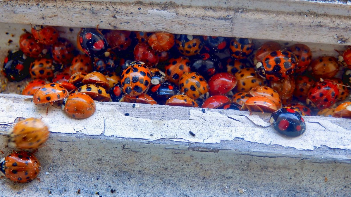 giveashitnature's tweet photo. The "ladybugs" swarming your window frames this month aren't the good guy ladybugs you want in your garden. They're actually a part of why your native ladybugs are disappearing.

They're called multicolored Asian lady beetles. The USDA released them repeatedly for aphid control, and they're now one of the most common lady beetles in the country.

They've pushed out natives as they spread. The nine-spotted ladybug was once one of the most common lady beetles in North America. It vanished from much of the East for decades.

To check yours, look behind the head. Most Asian lady beetles have a dark "M" or "W" on the white patch.

The swarming is the other tell. Native ladybugs spend winter outside in leaf litter and under bark. Asian lady beetles evolved to overwinter on cliff faces, and a sunny south-facing wall looks like a cliff. So they pile onto your siding in October and squeeze inside through every gap.

Indoors they don't breed or eat anything. They do stink, stain when crushed, and occasionally nip.

And yes, it's fine to get rid of them.

A lady beetle crawling around inside your house in October is almost certainly this one. Native lady beetles don't move into houses. So you're not accidentally killing the good guys, and there's no reason to feel bad about dumping a vacuum bag of invasive beetles into a bucket of soapy water.

What not to do is spray insecticide on your siding. It won't keep them out, and it kills everything else that lands there.