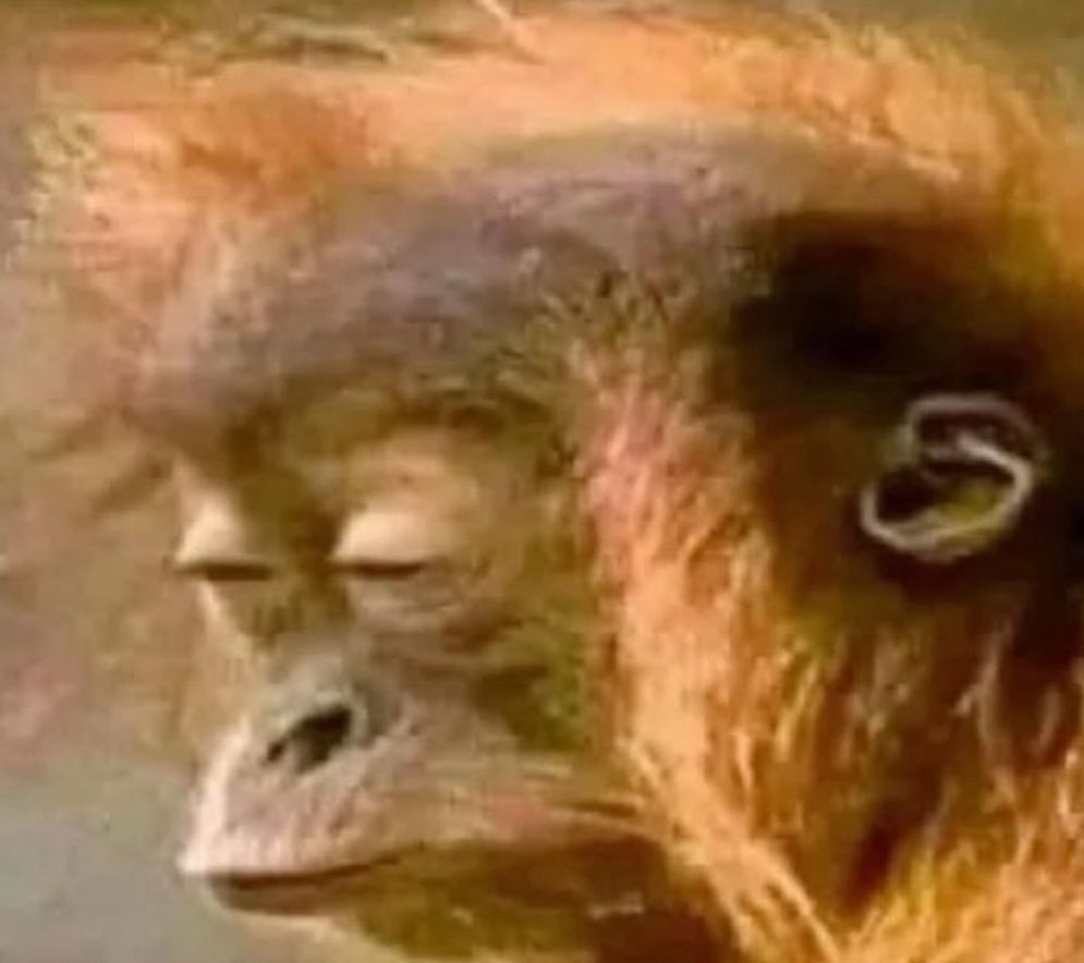 cleartoothpaste's tweet photo. I feel bad for stealing everyape's ape pics... but business is business! https://t.co/LkIKN4atJe