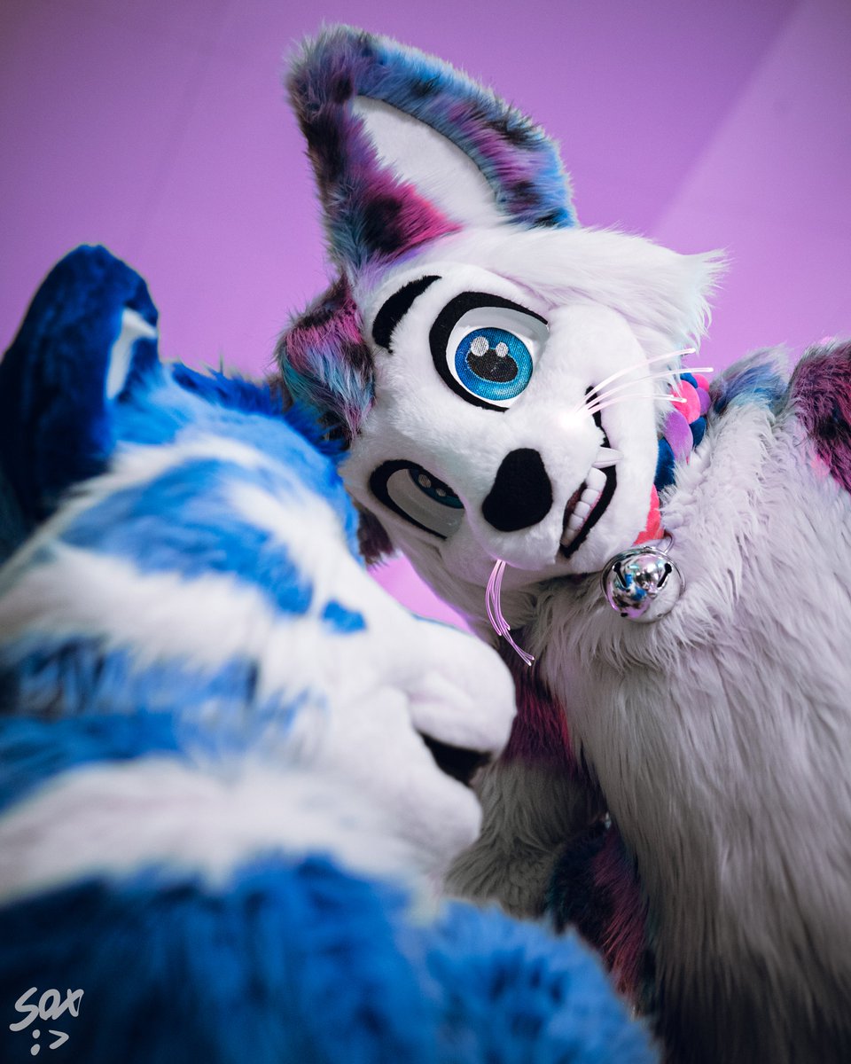 Astra_The_Kitty's tweet photo. ✨🤓 Remember: It's 100% Okay To Bully Your Friends, As Long As They Are Shorter Than You! 🤓✨

Fun fact, I think this is the first pic I've ever taken with @TybaricTiger in suit together!

📸 - @SilySox https://t.co/i1C0Qxb3ie