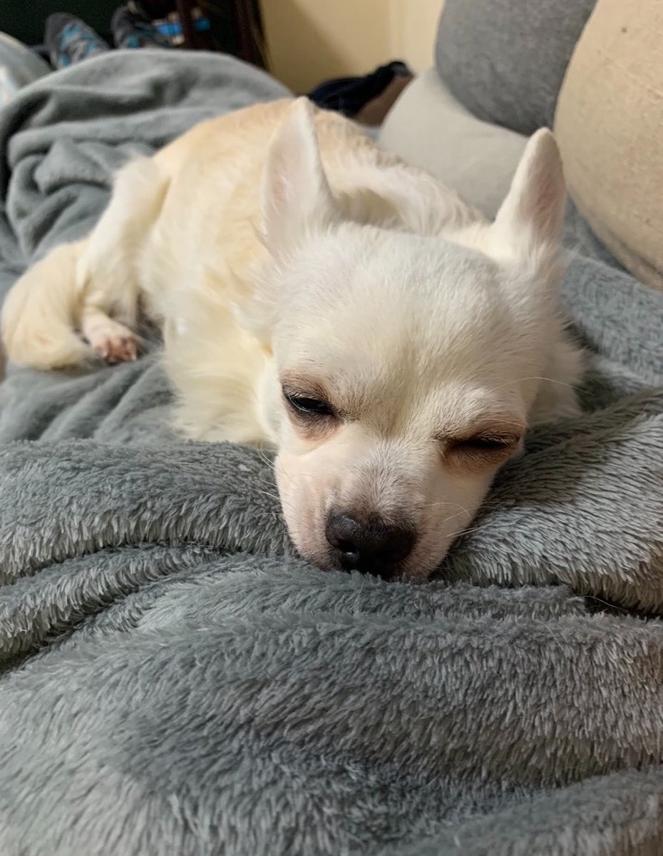 chipks_ms's tweet photo. 固定用
うちのかわいい子たち見て🐶 https://t.co/rppCZI7mP8