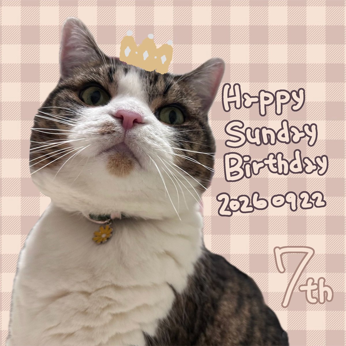 cocohapipi's tweet photo. ハッピーサンデー
HAPPY BIRTHDAY！！👑
7歳おめでとう🤍
すっかりお姉さん顔になりましたね、
はぴぴのこと幸せにしますので、これからも、いつまでももふの化身でいてください！！
#ハピ生誕2026 https://t.co/EfiACCjfGv