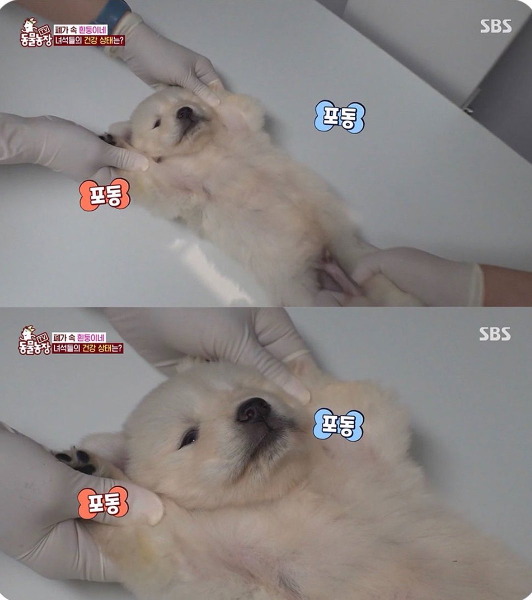 yuu_uu_0's tweet photo. 엑스레이 찍는 백구 너무 귀여워서 주먹울음 https://t.co/4T8jZQW45c