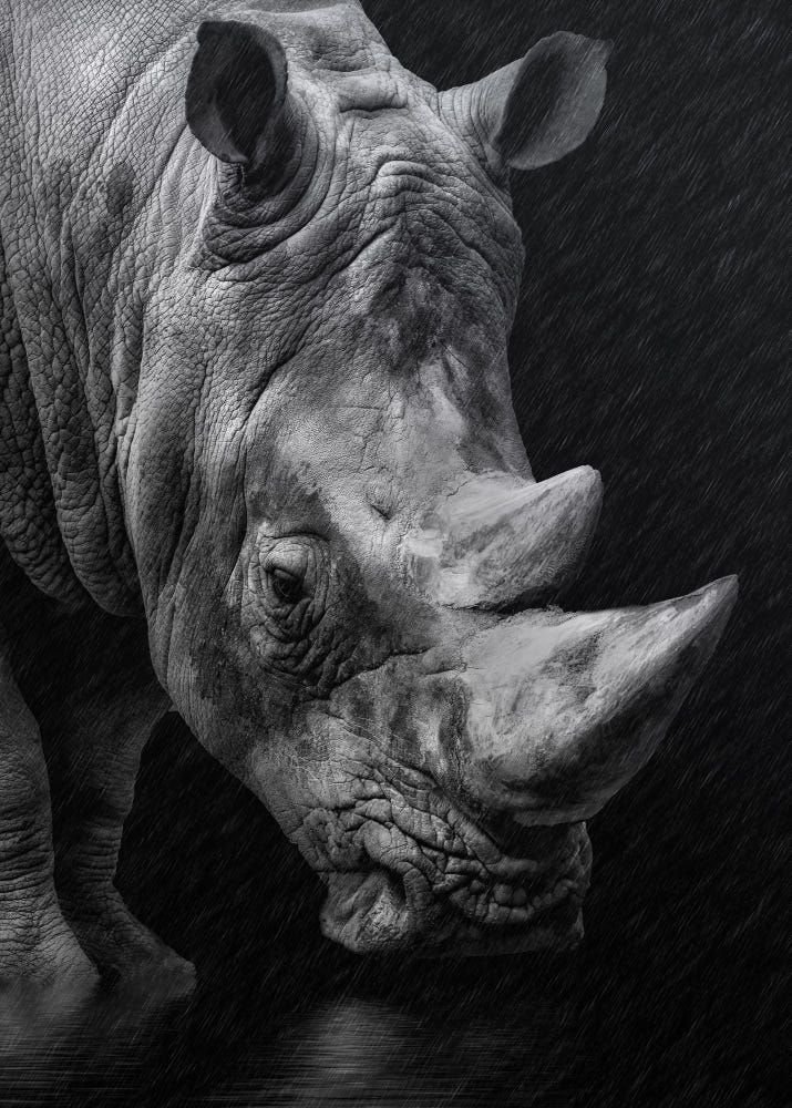 AdeaClaude's tweet photo. Aujourd'hui 22 septembre, journée mondiale du Rhinocéros 🦏❤️ https://t.co/yZC4c5w6oE