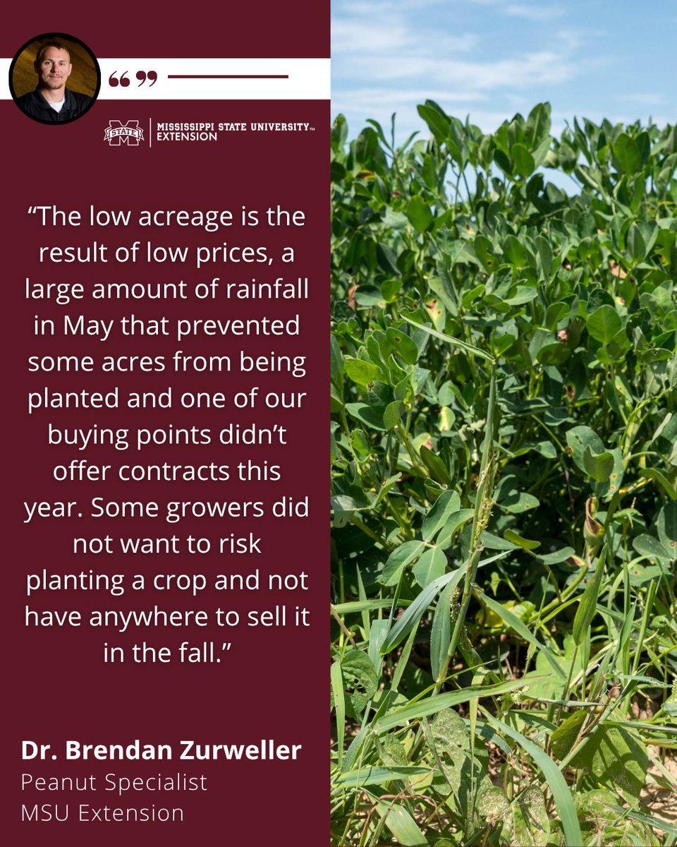 MSUExtService's tweet photo. Mississippi’s peanut crop was down to 12,000 acres, the lowest it has been since the mid-2000s.
Our latest crop report: https://t.co/2NPVS1S1ec
#mscrops #MSUext https://t.co/IziSPODchK