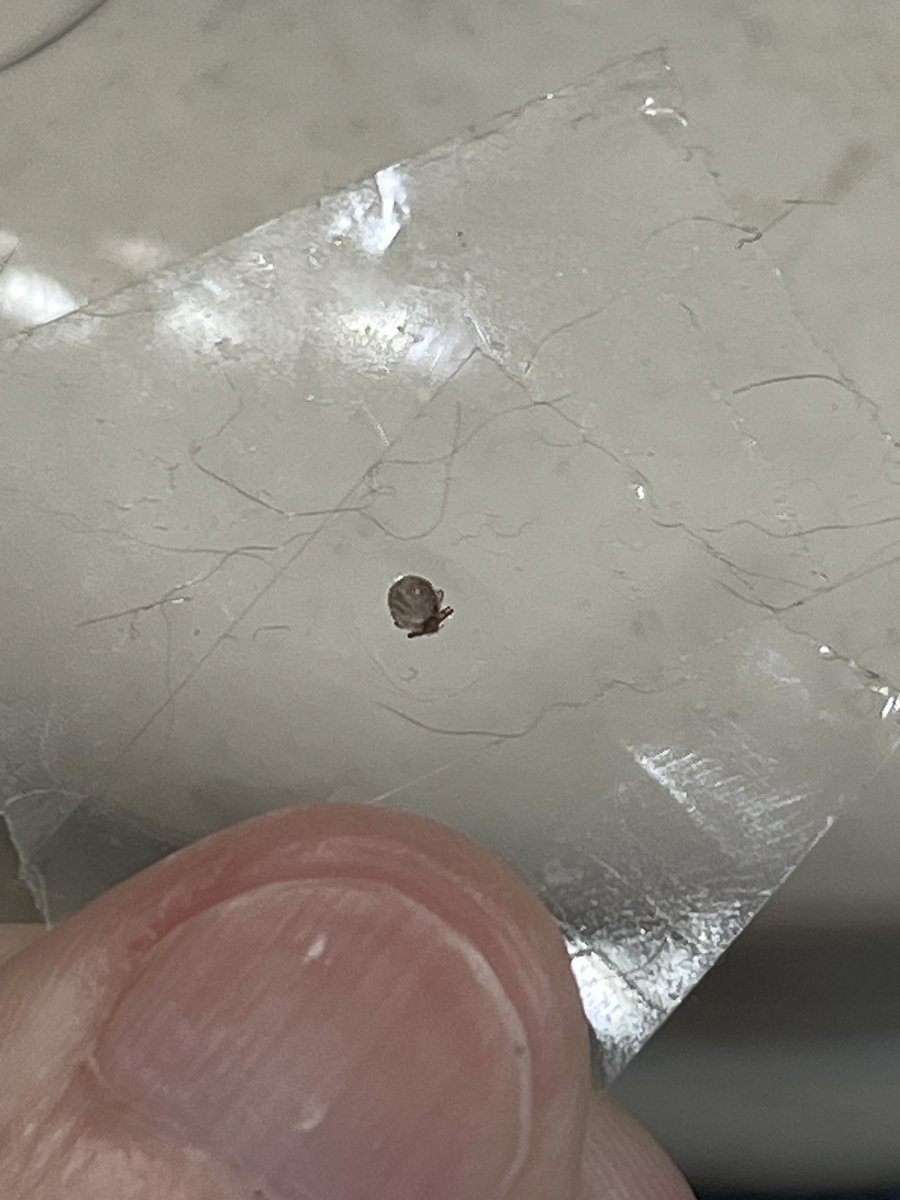 MaMaB_2U's tweet photo. I'm gonna start posting pics of my ticks, along with a retarted statement for views. https://t.co/9ayxGFbfvP