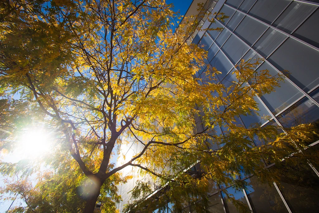 A tree with yellow leaves stands in front of a modern glass building under a clear blue sky. The sun shines brightly through the branches.