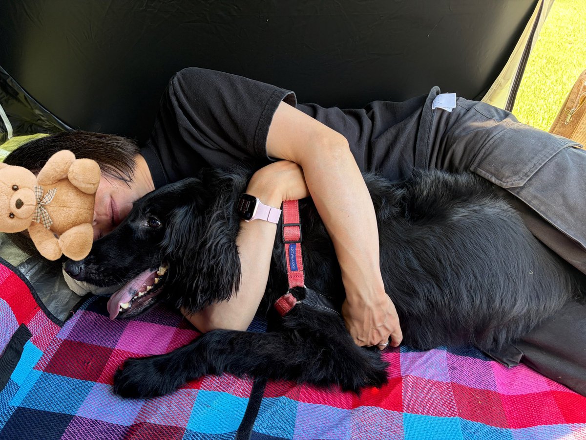 orangewaffle's tweet photo. 黒い犬を抱えると快適に寝られるんだけど、すぐにどっかに行っちゃうのが玉に瑕かな。 https://t.co/FT61l8ixwN