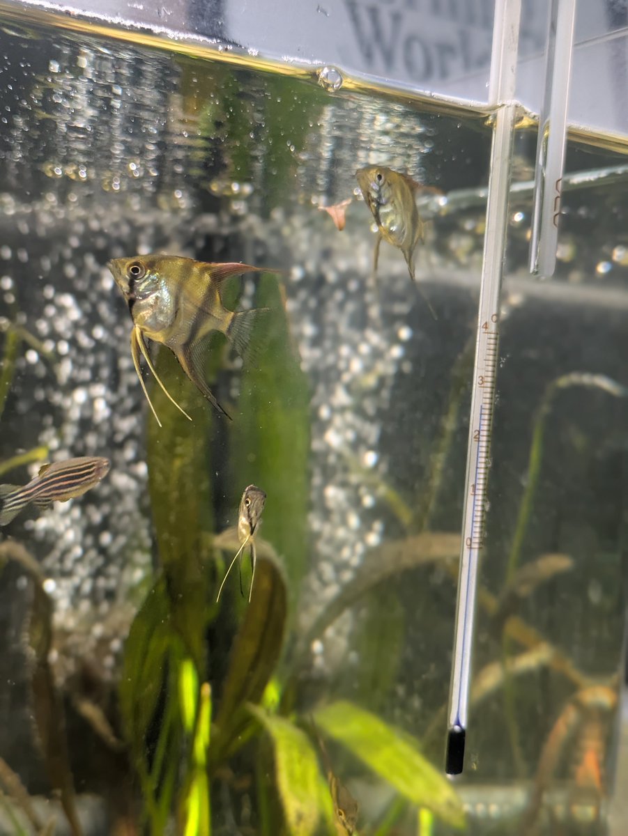 B_AquaBioMEDA's tweet photo. エンゼルフィッシュかわいいよね〜 https://t.co/sZTAolqwf9