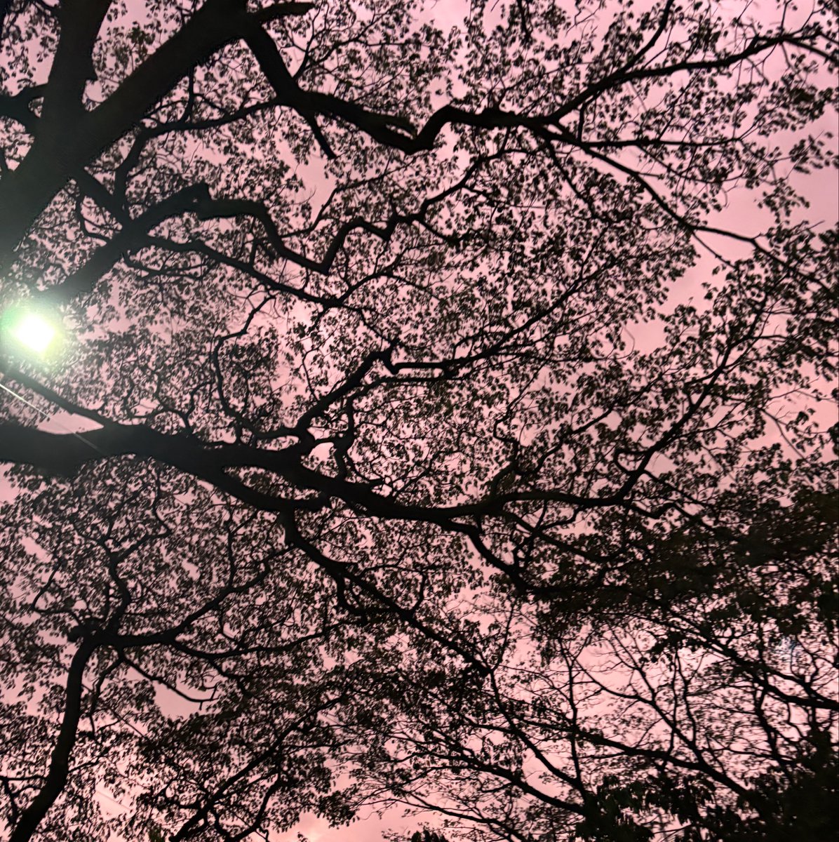 catinprod's tweet photo. I don’t mind Bengaluru traffic when the sky is pink ✨ https://t.co/J5KRgF4im8