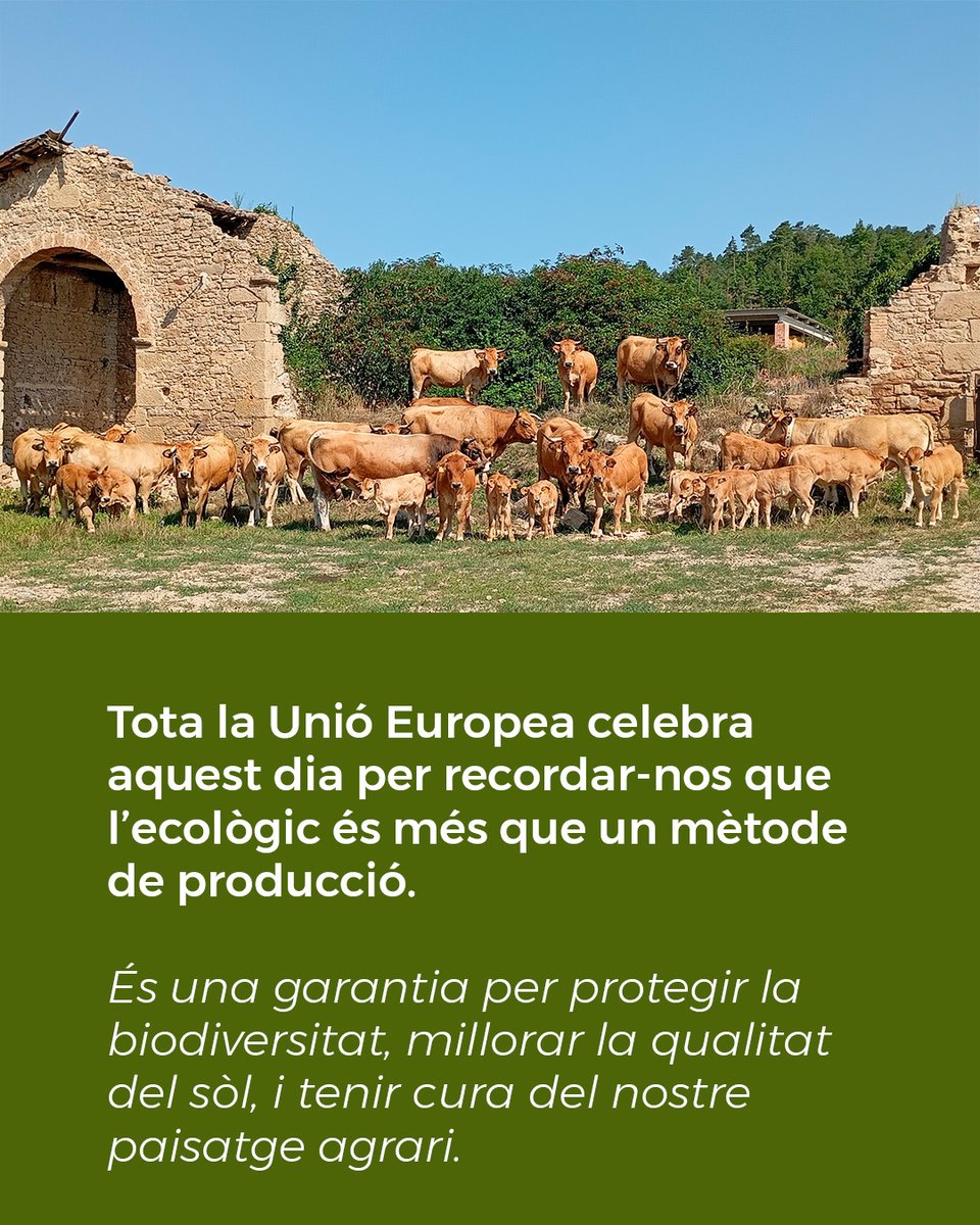 CCPAE's tweet photo. 🌱 En el #DiaEcològicEuropeu, des del CCPAE celebrem el creixement d'un model alimentari que aposta per la qualitat i el respecte pel medi ambient.
💚 Triar productes ecològics és apostar per un futur més saludable per a les persones i per al planeta.
 #EUOrganicDay https://t.co/vvKVF1Wfhm