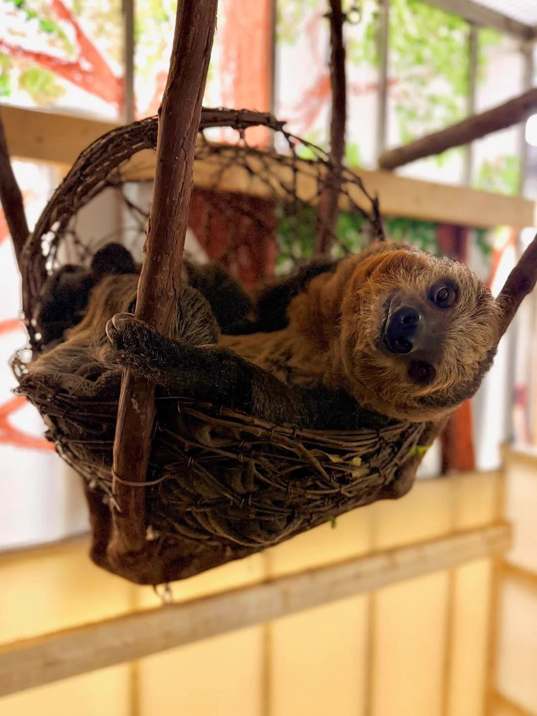 ナマケモノ研究所(The sloth research center)🦥 (@sametyphoon) / X