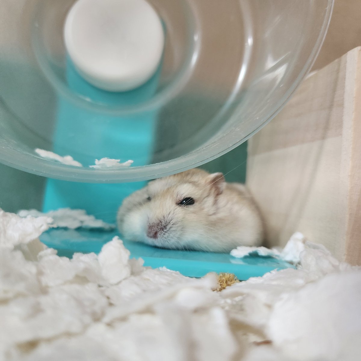 my_hmgmouse's tweet photo. #今日のこぱん https://t.co/xlYEtBnX0e