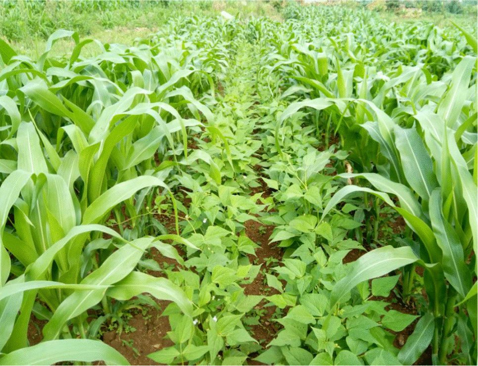 oneacrefundRW's tweet photo. With a rapidly growing population, farmers need to make the most of the agricultural land available to meet rising food needs. Sustainable farming practices such as Row Intercropping was proven to help farmers produce more from the same land while improving soil health and strengthening food security.

@oneacrefundRW, @RwandaAgriBoard & #CIRAD conducted an unprecedented study across 382 plots in #Rwanda, demonstrating the economic benefits of row intercropping compared with traditional sole cropping, and identified key barriers to smallholder adoption. Read more: https://t.co/uwQgFDeNTU

#AgResearch #FoodSecurity