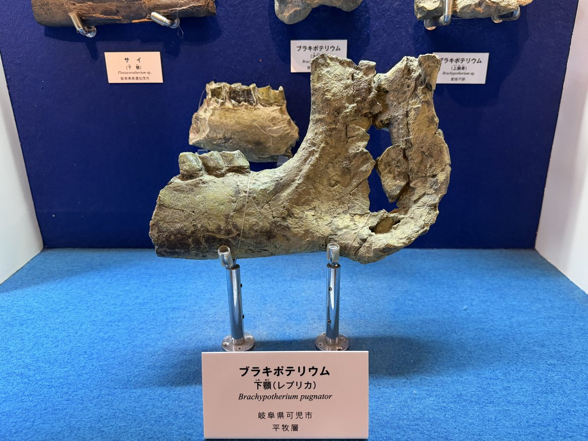 Paleoparadoxian's tweet photo. #火曜日は化石の日
瑞浪市化石博物館

ブラキポテリウム・プグナトル
好戦的な短い足の獣

なんで好戦的なのかは不明
骨の見た目？

中新世の森林地帯に生息した葉を食べるサイの仲間
しかしトレードマークの角はなく、四肢が太く短い
見た目はカバみたい

ちなみにこの日本の種は全身は見つかってない https://t.co/tyxX0d1Dx0