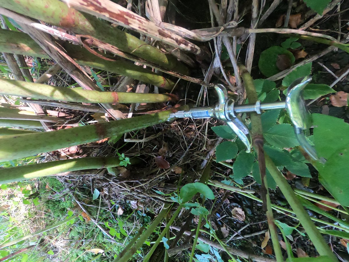 WOLCT's tweet photo. A small team wade up above Balerno,  injecting and spraying Japanese Knotweed before it can spread further downstream. 

A few Himalayan balsam found still lurching about as well 

#upstreambattle #inns https://t.co/kelwXPH07J