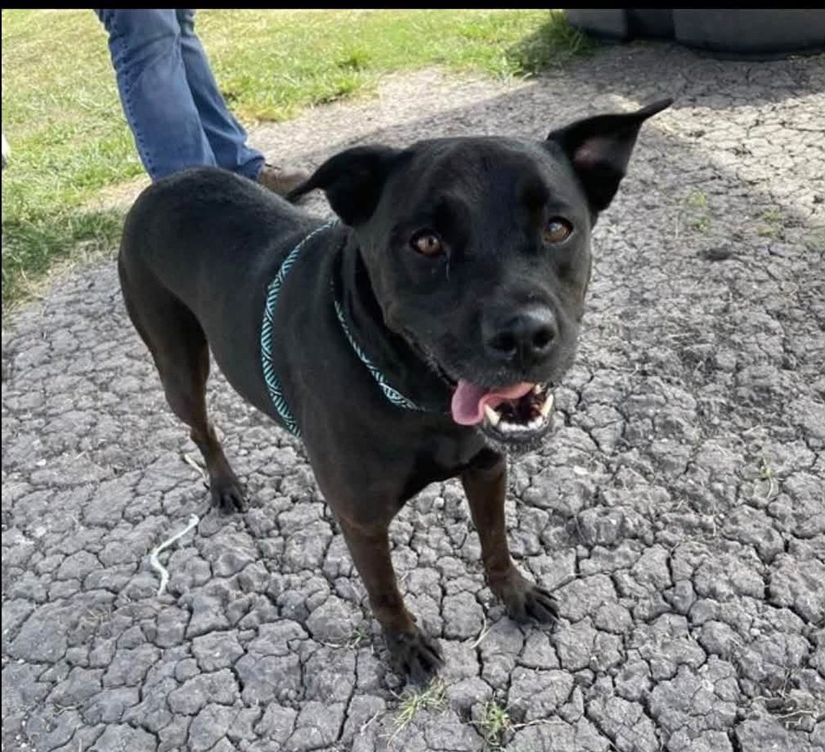 LisaBrabson's tweet photo. HARLEY #A335540 6yo
This little chocolate brown,bundle of love,is absolutely RADIANT🌟
Look at that gorgeous face! That Glorious smile😃
Happy,loves life
Go meet her at #CorpusChristiACS she will b so excited to c u &amp; u will FALL 🍁in love❤️ 
Plz #Adopt #Foster or #Pledge4Rescue https://t.co/hegCiT1Ca1