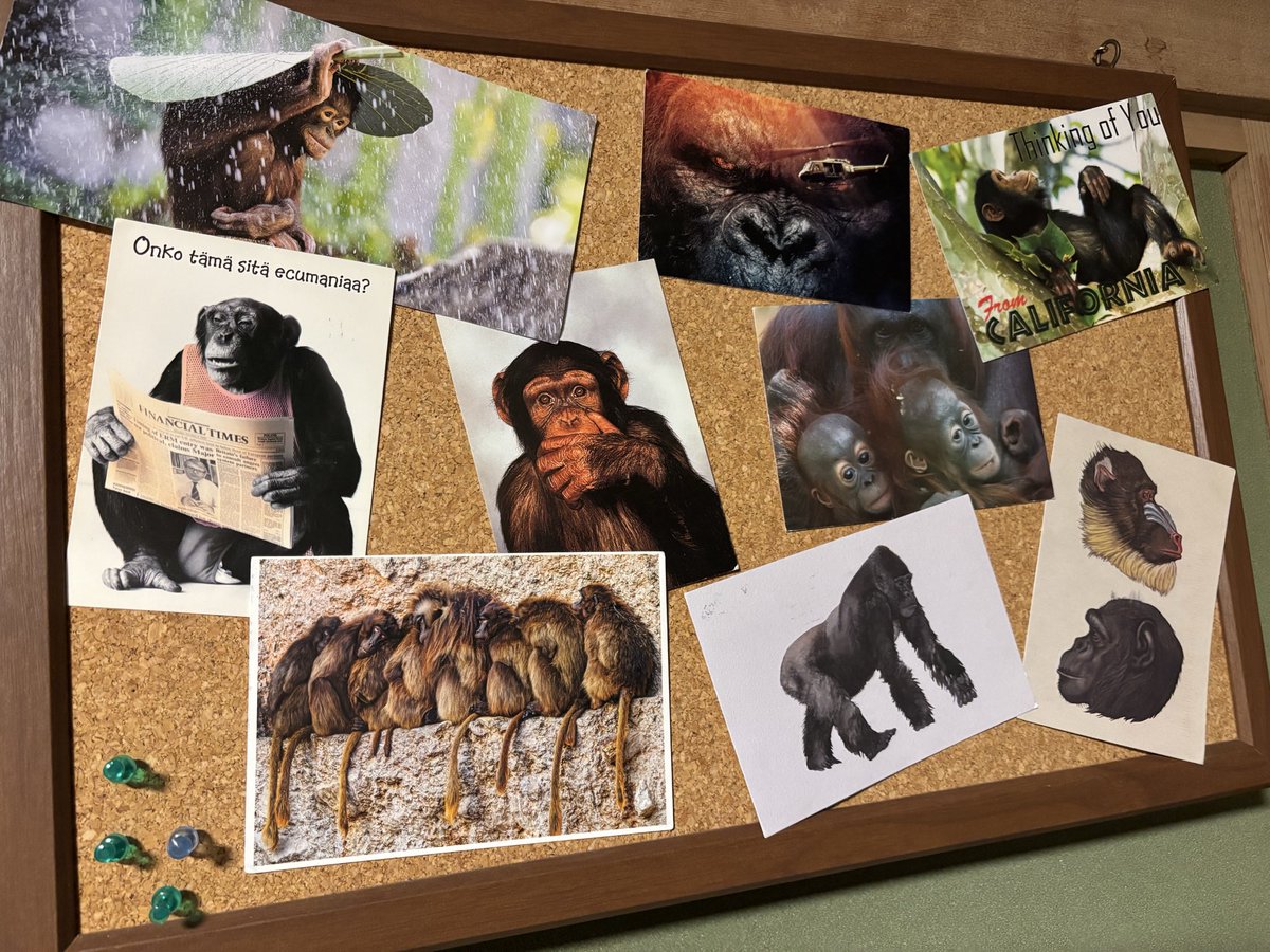 postcrossing_zw's tweet photo. 今まで受け取ったカードをコルクボードに飾った🐒♥️
気まぐれで貼り変えよう📌

#ポストクロッシング
#postcrossing https://t.co/az2fAPbE4V