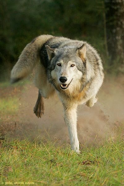 NoonTheWolf's tweet photo. Rapidly approaching your position https://t.co/y03CXaOAtk